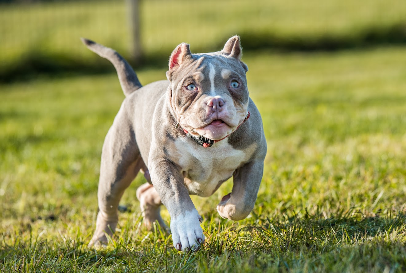 Extreme best sale pocket bully